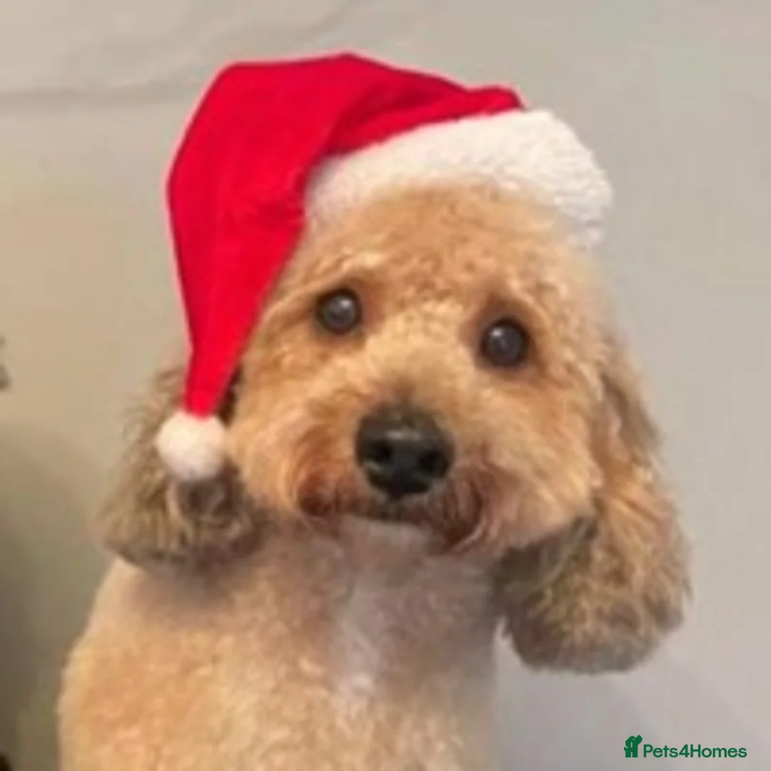 Toy Poodle dogs for stud: 🏆PROVEN🏆sable miniature poodle health tested in Havant - Advert 3