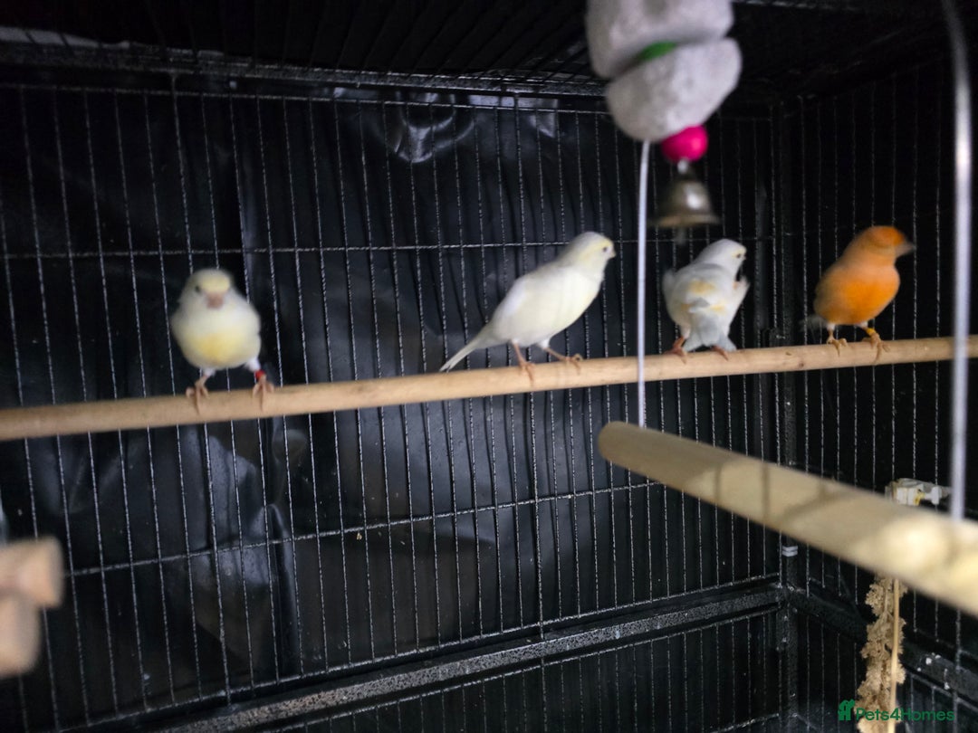 Canaries birds for sale: Canaries for rehoming  - Advert 3