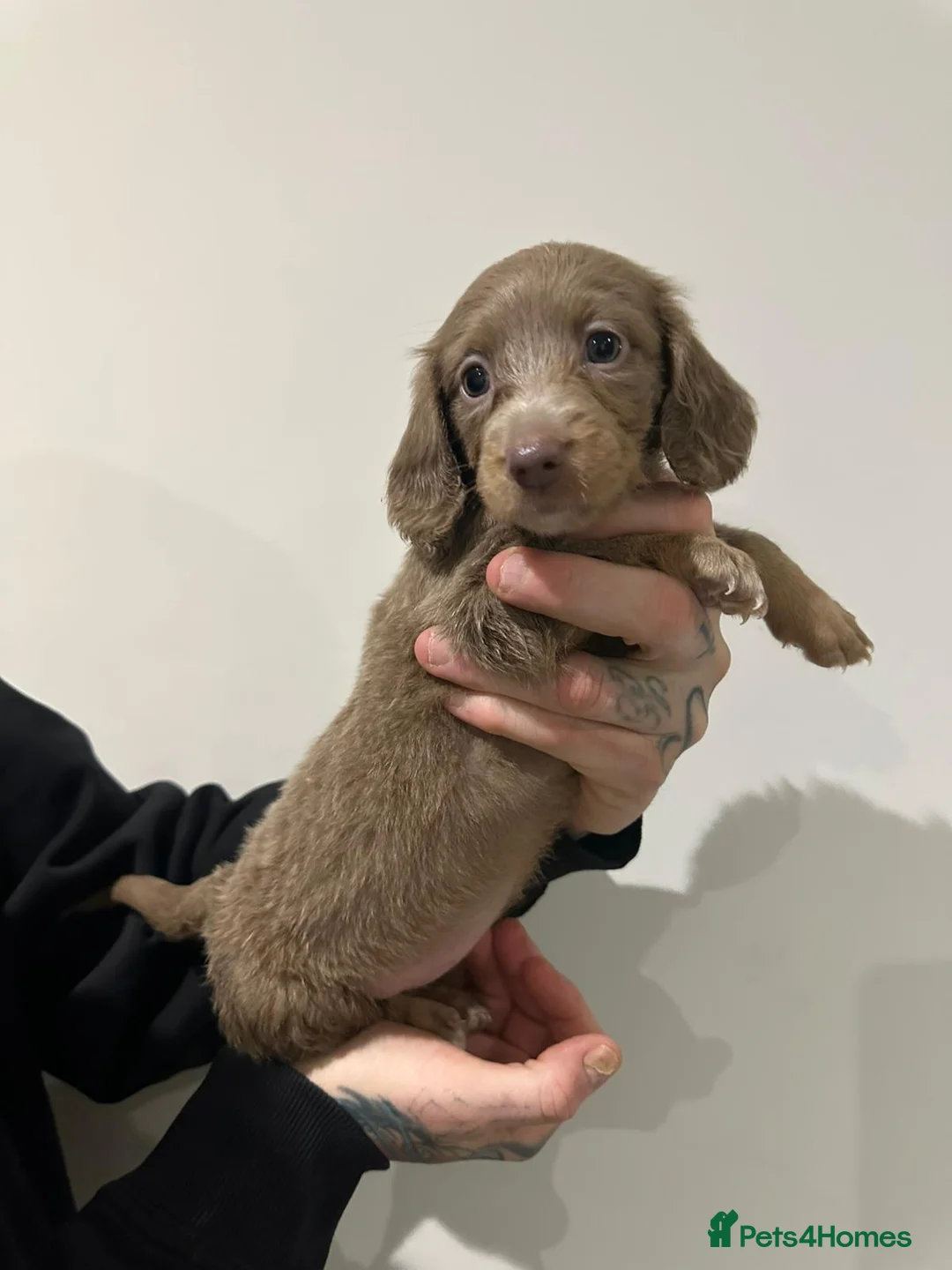 Miniature Dachshund dogs for sale: Mini dachshunds - Advert 9