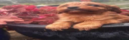 Cavapoo dogs for sale: F1 cavapoo ready for new loving homes  - Advert 27