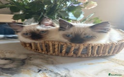 Ragdoll cats for sale: GCCF registered Ragdoll kittens - Image 18