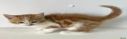Persian cats for sale: Perfect Persian X Kittens - Advert 5