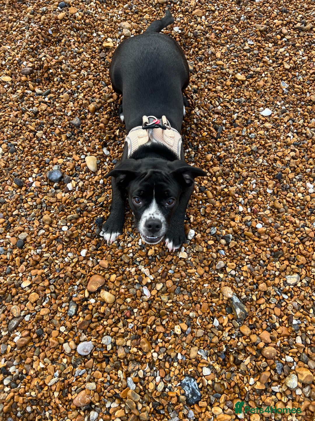 Mixed Breed dogs for sale: Female cocker bull  - Advert 14