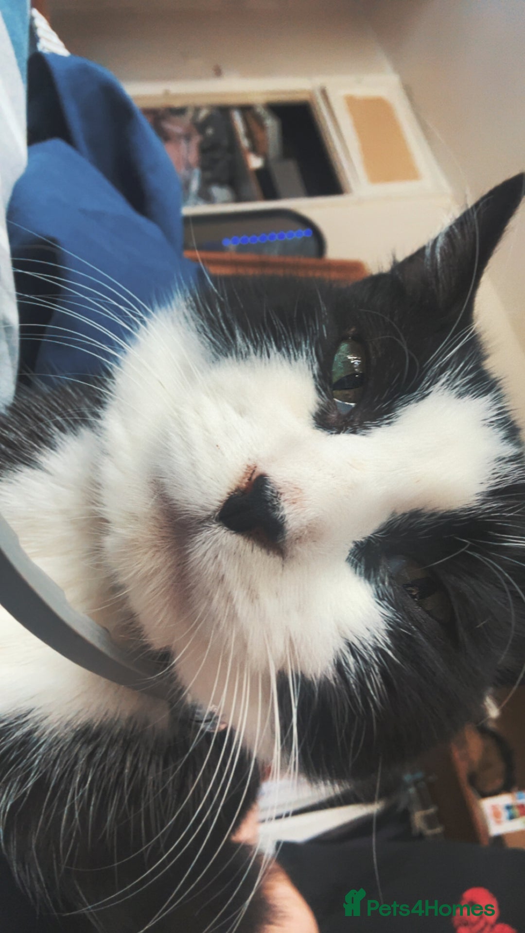 Domestic Shorthair cats for sale: beautiful tabby and white girl - Image 4