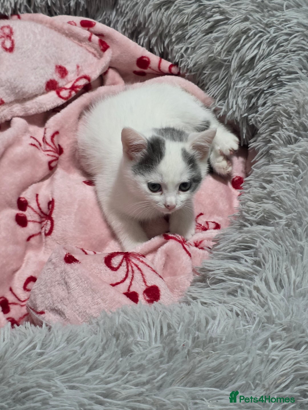 Mixed Breed cats for sale: 💫Looking To Rehome Our Gorgeous Girl Snowy💫 - Advert 7