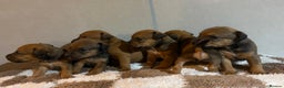 Mixed Breed dogs for sale: Lakeland x Russell pups  - Advert 3