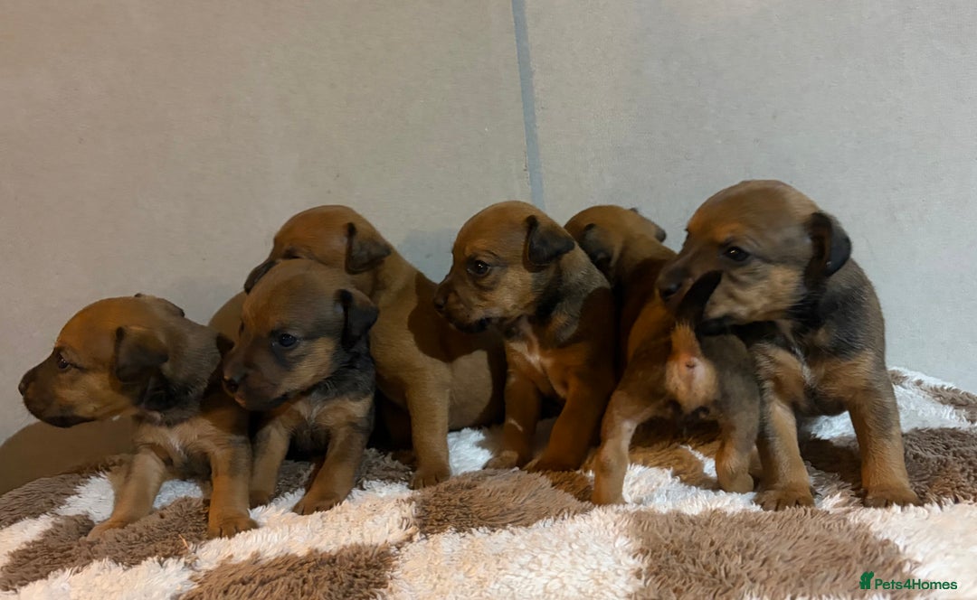 Mixed Breed dogs for sale: Lakeland x Russell pups  - Advert 3