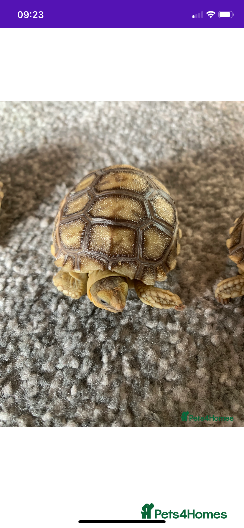 Tortoise reptiles Sulcata tortoise babies ( 1 Left ) - Advert 12