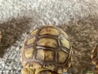 Tortoise reptiles Sulcata tortoise babies ( 1 Left ) - Advert 12