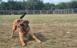 Mixed Breed dogs for adoption: Mila Looking For Her Forever Home  - Image 2