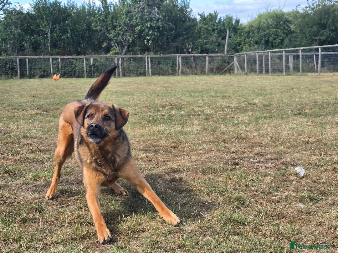 Mixed Breed dogs for adoption: Mila Looking For Her Forever Home  - Image 2