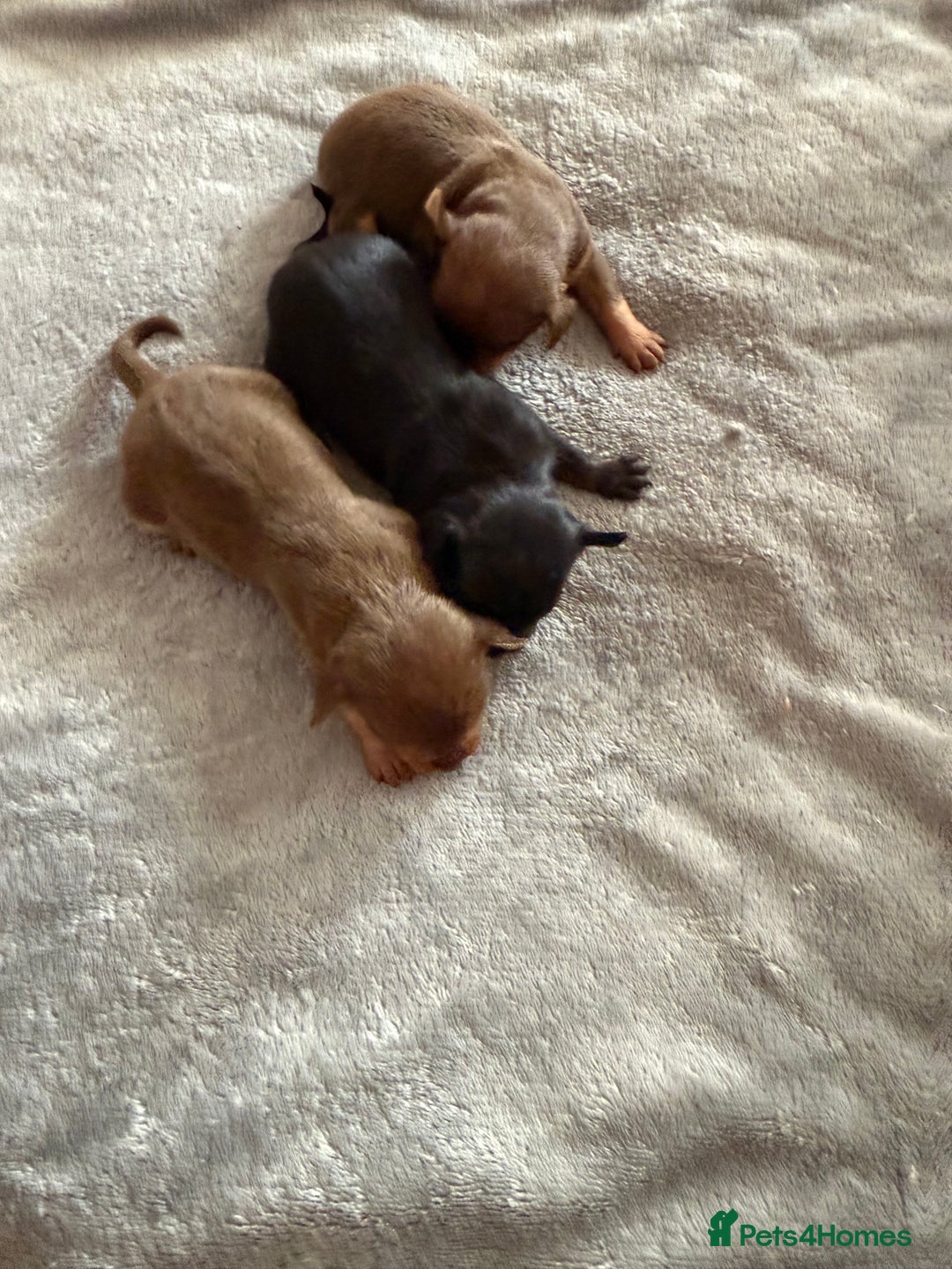 Chihuahua dogs for sale: Beautiful little Chi ready to reserve  - Image 8