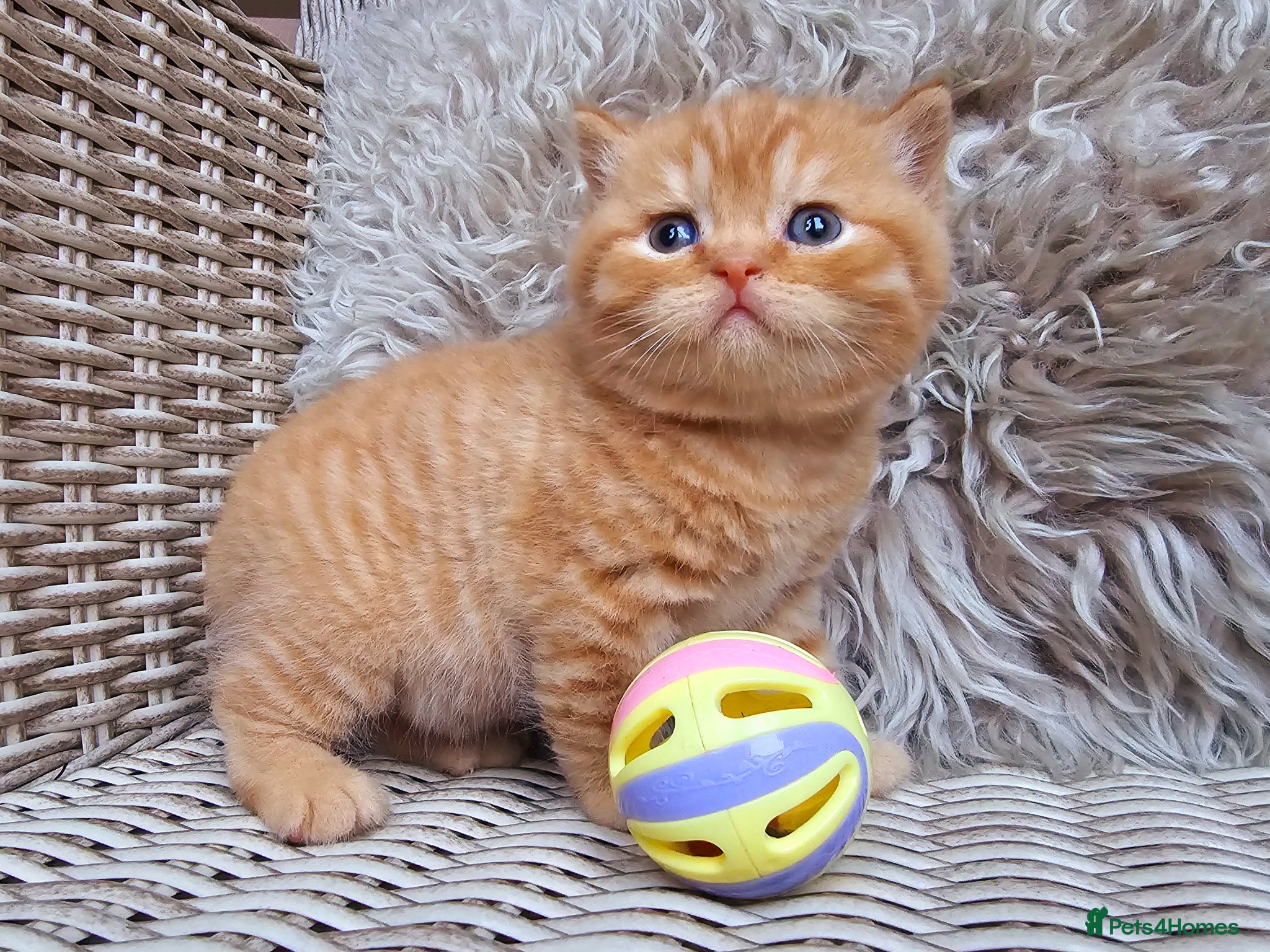 British Shorthair cats British Shorthair Champion Lines Kittens  - Advert 17