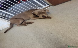 Mixed Breed dogs for sale: Cane corso cross old tyme bulldog puppys  - Image 2