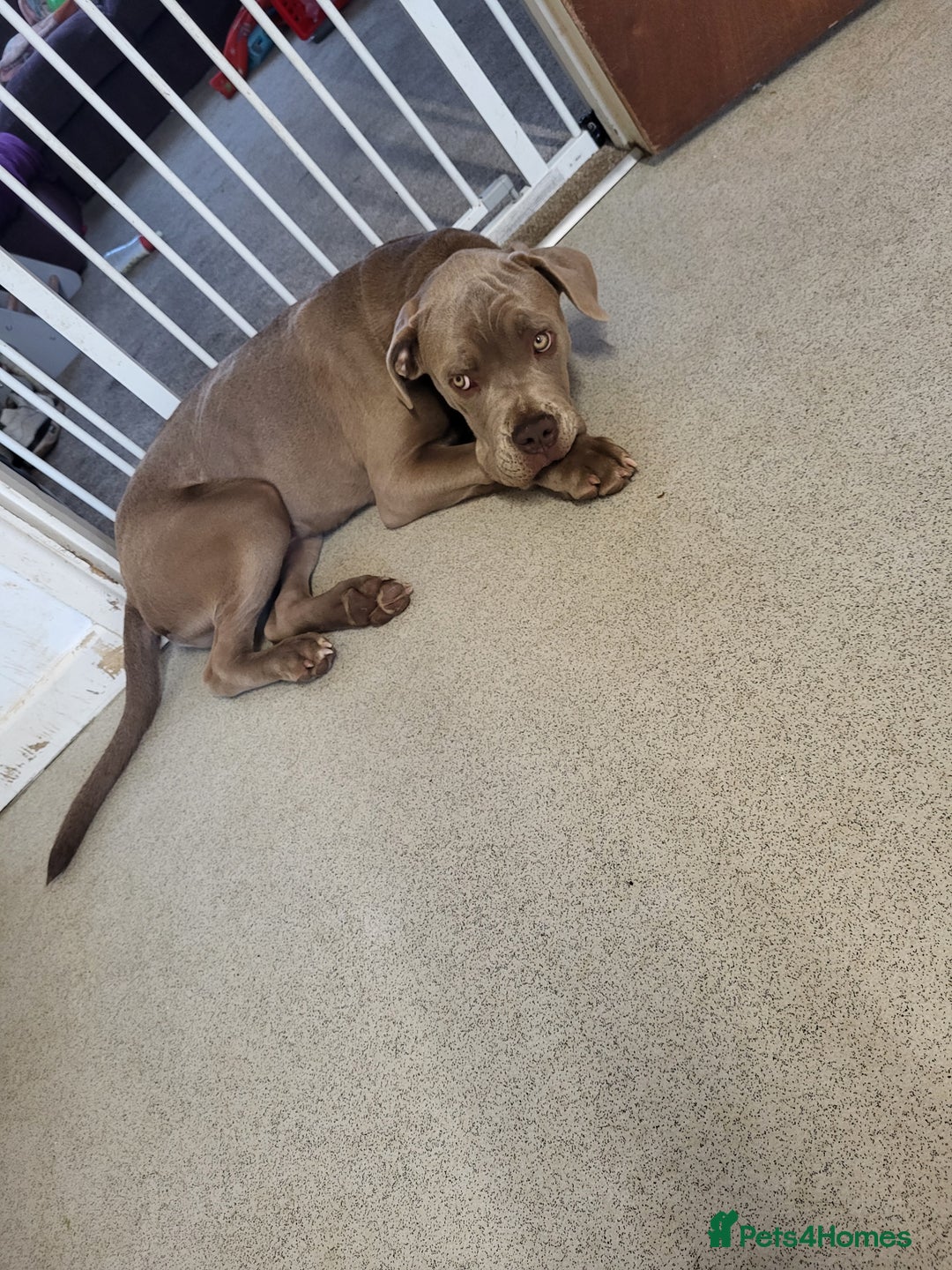 Mixed Breed dogs for sale: Cane corso cross old tyme bulldog puppys  - Image 2
