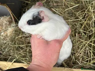 Guinea Pig rodents Baby male guinea pigs - Advert 10