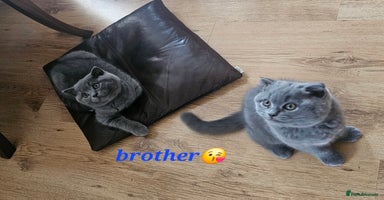 British Shorthair cats in Hatfield - Advert 9