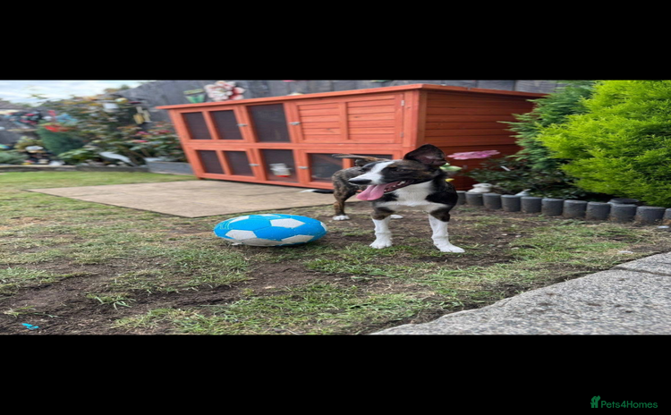 Border Collie dogs Bella  - Advert 1