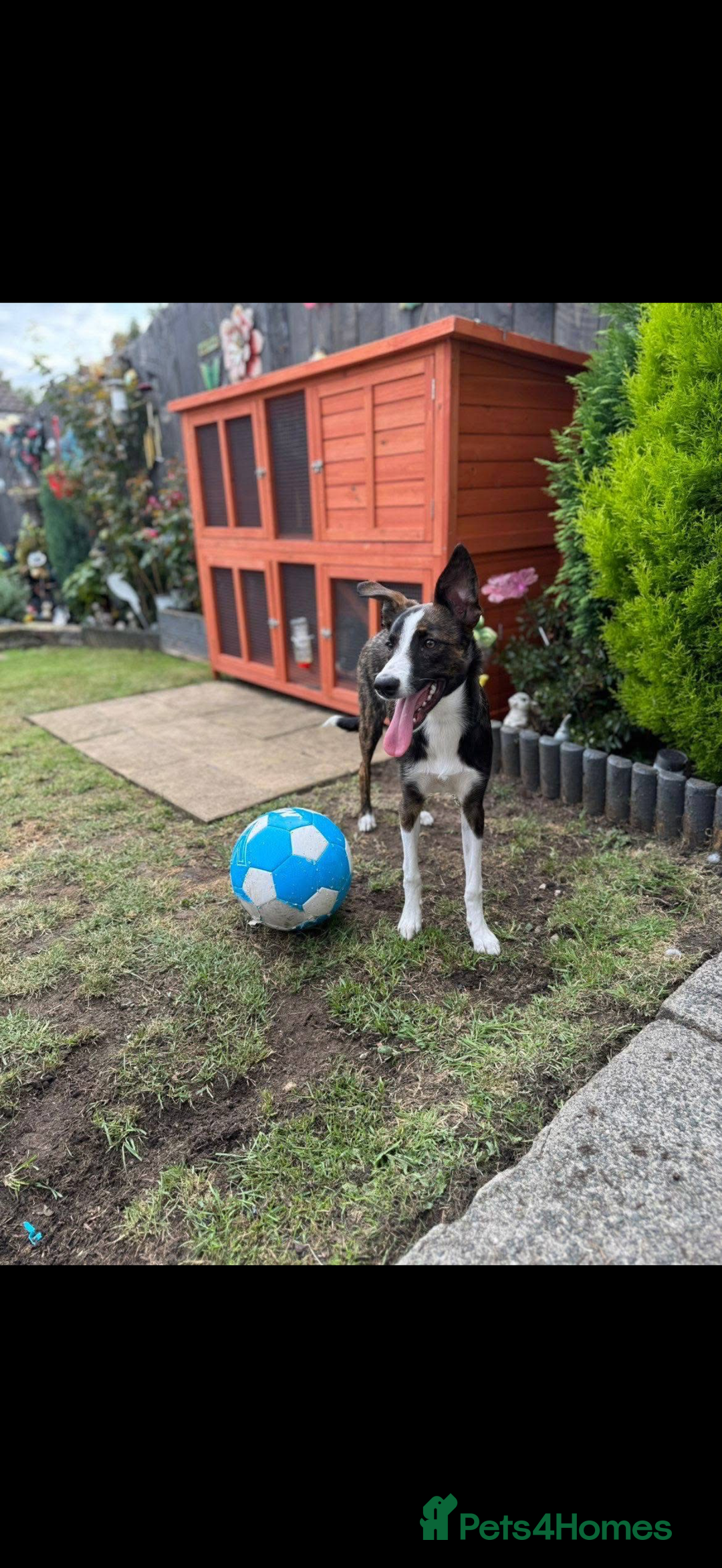 Border Collie dogs for sale: Bella  - Advert 1