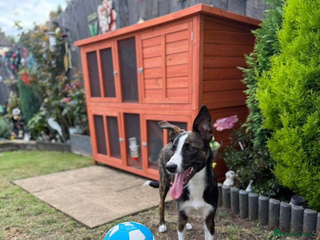 Border Collie dogs Bella - Advert 3