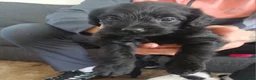 Jackapoo dogs for sale: Jackapoos - Advert 3