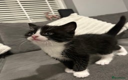 Mixed Breed cats for sale: 4 gorgeous kittens ready for amazing homes  - Advert 17