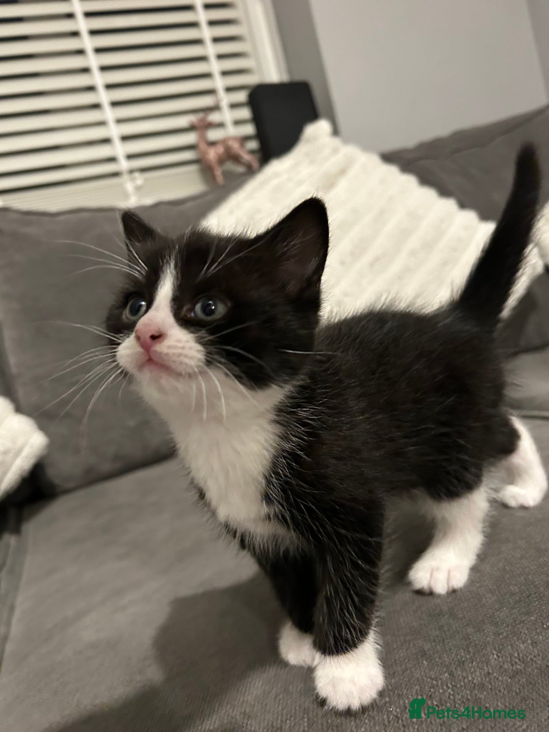 Mixed Breed cats for sale: 4 gorgeous kittens ready for amazing homes  - Advert 17