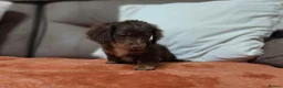 Dachshund dogs for sale: Longcoat chocolate and tan Miniature dashound boy in Walsall - Advert 4