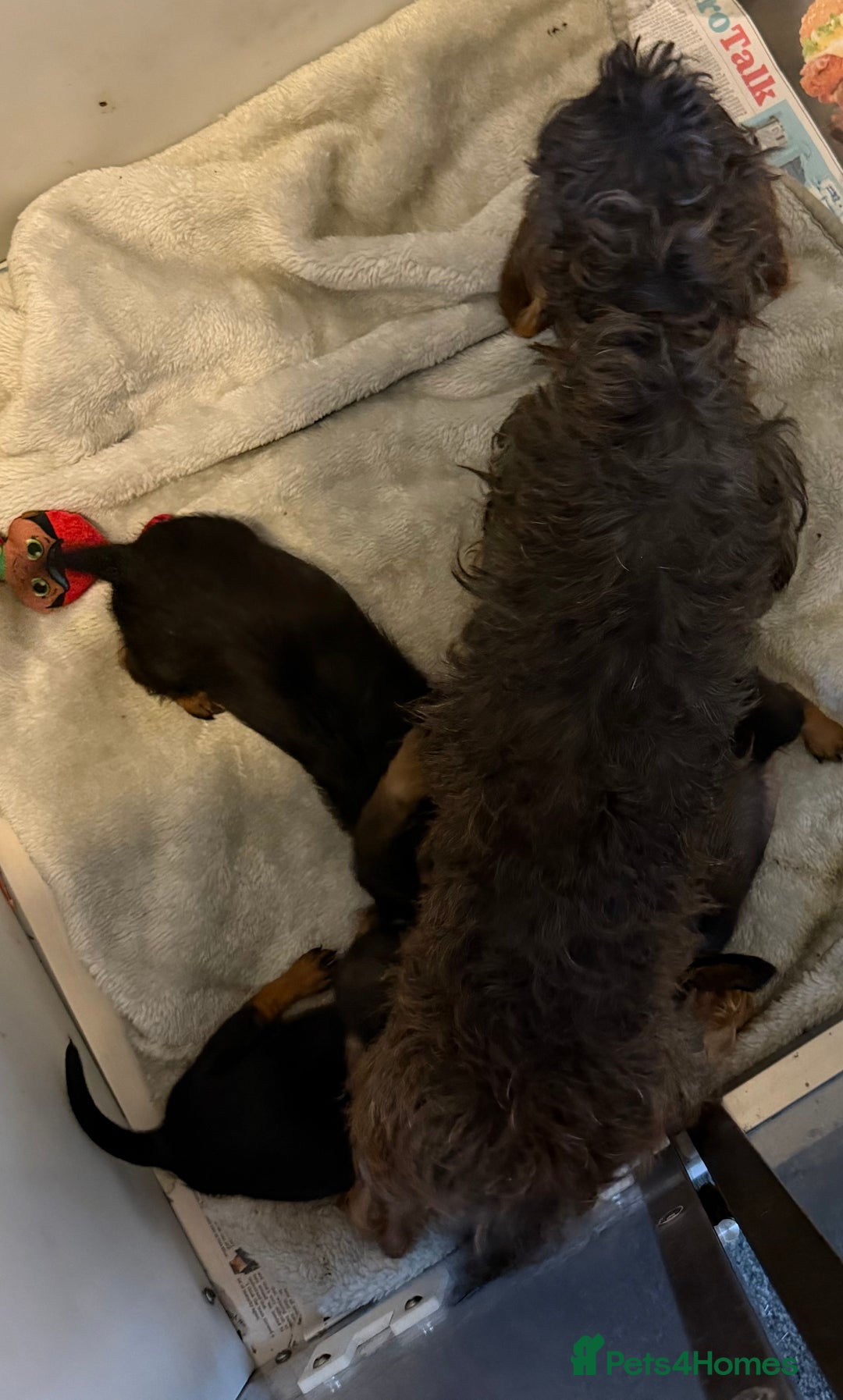 Dachshund dogs for sale: Long haired dachshund  - Advert 2