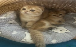 Scottish Fold cats for sale: Gold Chinchilla Scottish fold baby’s  - Image 9