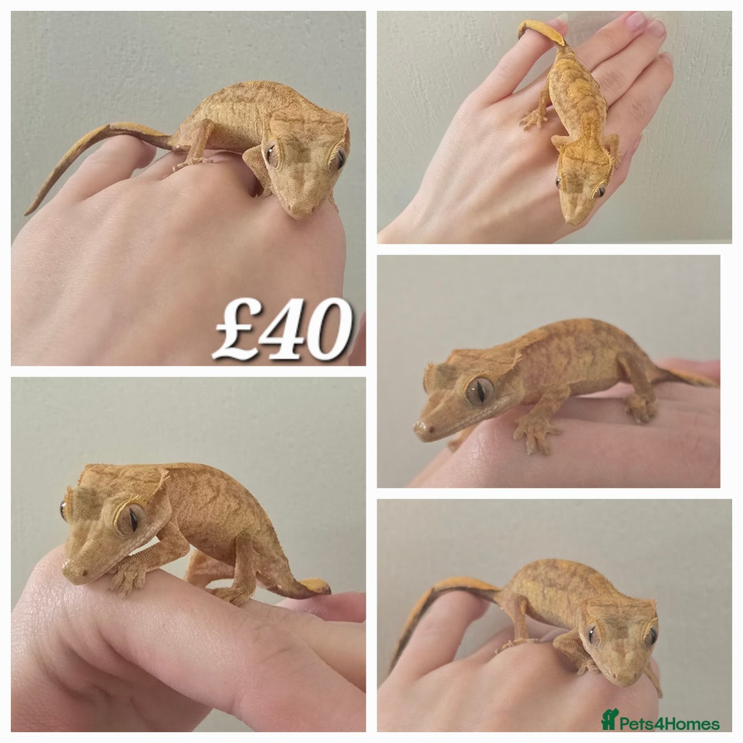 Gecko reptiles for sale: Crested Geckos in Milton Keynes - Image 2