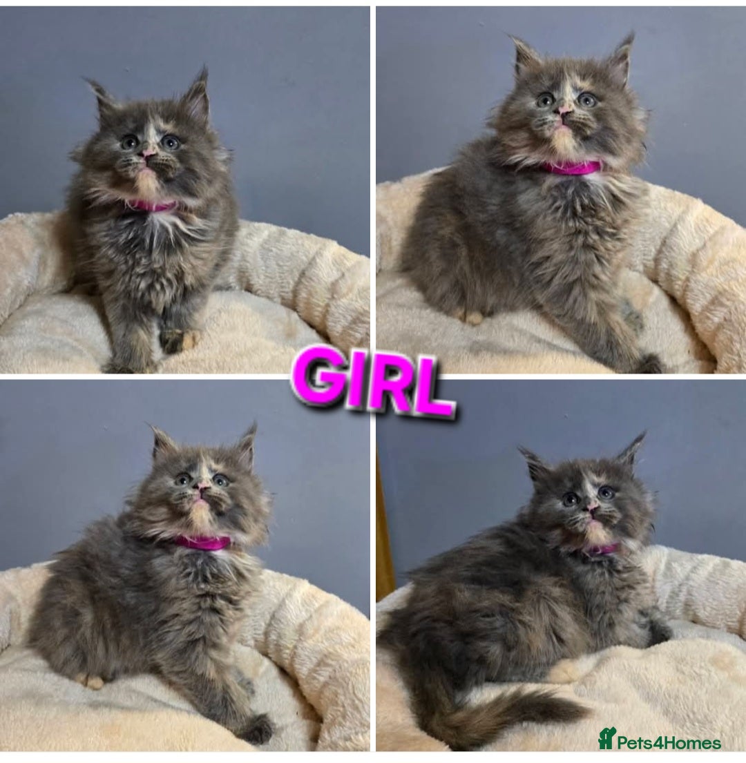 Maine Coon cats for sale: Pure breed Maine Coon Kittens  - Advert 8