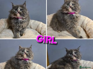 Maine Coon cats Pure breed Maine Coon Kittens - Advert 1