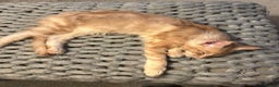 Maine Coon cats for sale: Cream smoke TICA Maine coon boy READY NOW - Advert 5