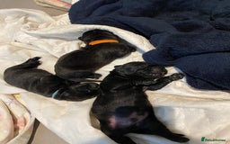 Cane Corso dogs for sale: Cane Corso Puppies Looking for Their Forever Homes - Advert 7