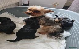 Yorkshire Terrier dogs for sale: Excellent Yorkshire Terrier Puppies For Sale. - Image 2