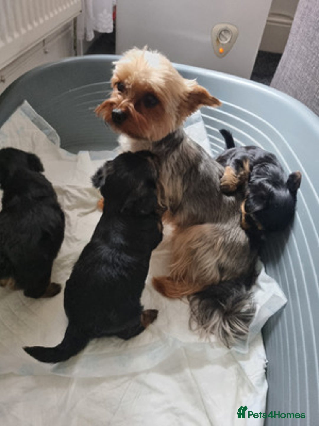 Yorkshire Terrier dogs for sale: Excellent Yorkshire Terrier Puppies For Sale. - Image 2