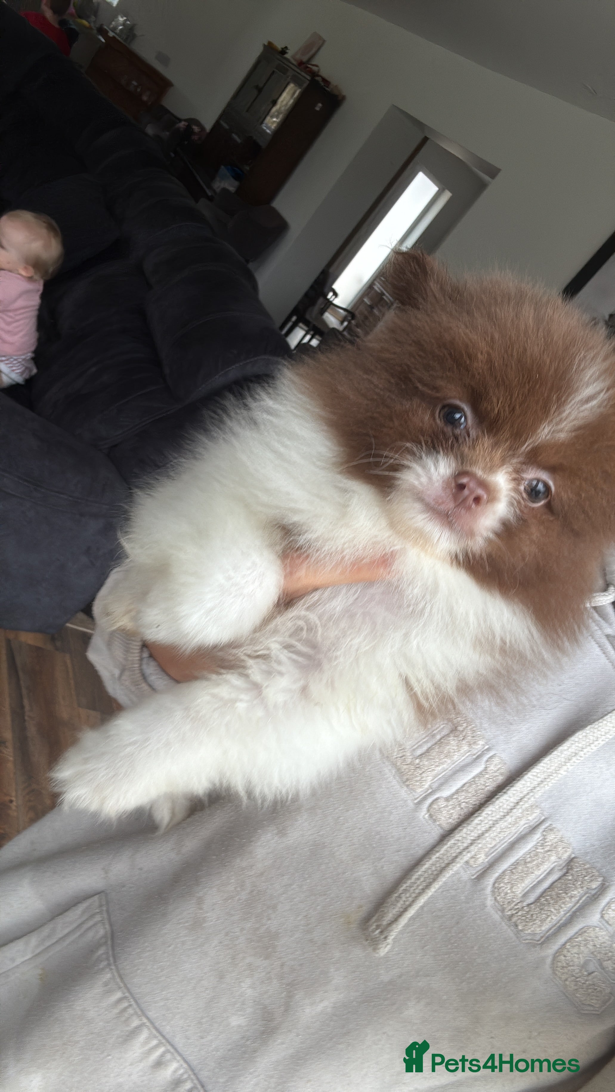 Pomeranian dogs Kc Beautiful chocolate parti poms 🤎🤍 - Advert 3