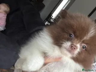 Pomeranian dogs Kc Beautiful chocolate parti poms 🤎🤍 - Advert 3