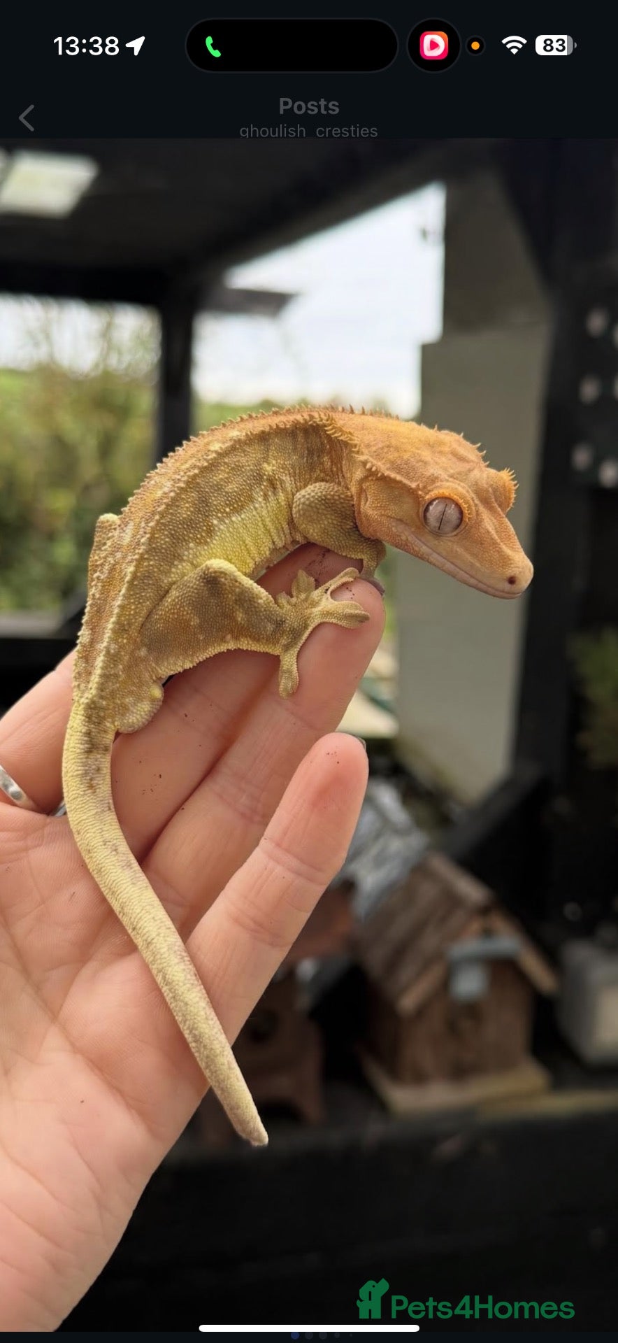 Gecko reptiles Crested Geckos for sale/trade - Advert 2