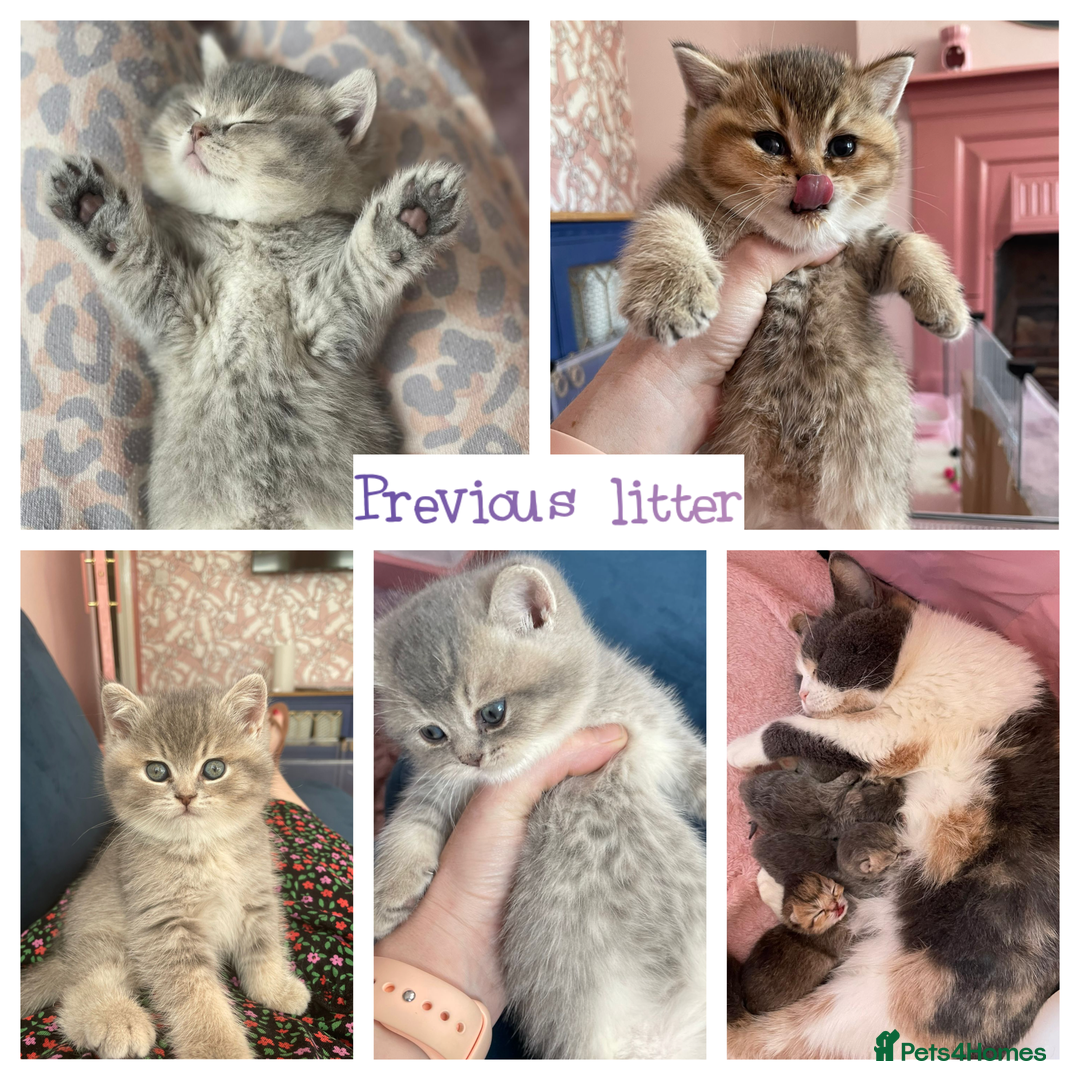 British Shorthair cats for stud: PLEASE READ! Golden BSH with Championship lines in London - Advert 12