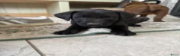 Borador dogs for sale: Stunning Lab x Collie, cream, black & chocolate! - Advert 8