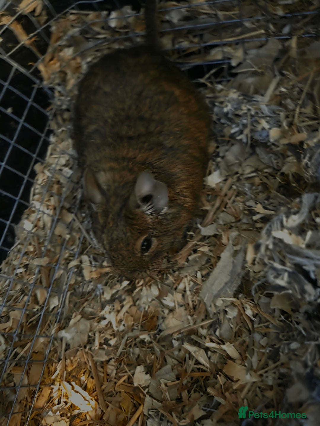 Degus rodents for sale: 2 x male degus - Advert 3