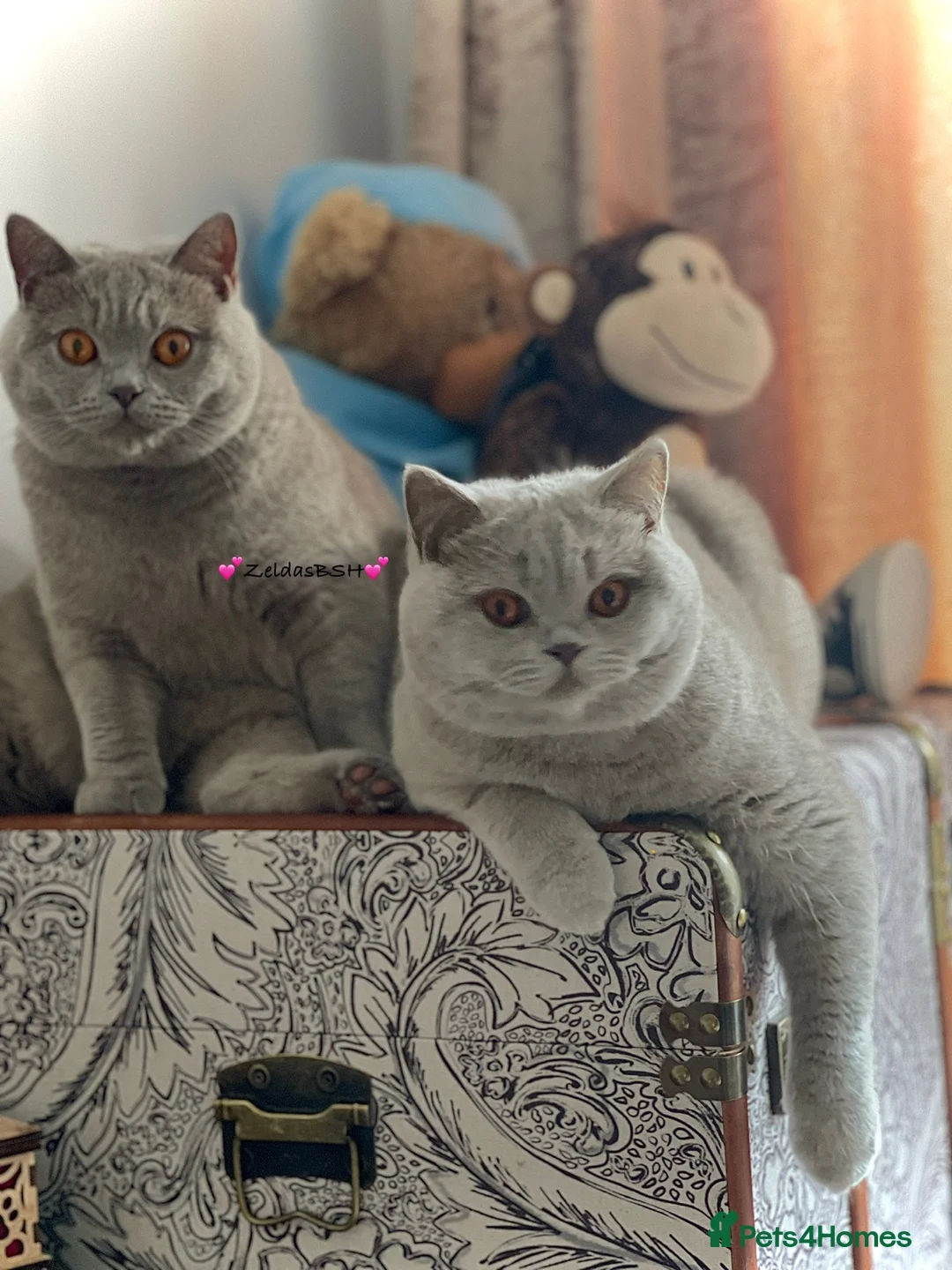 British Shorthair cats for sale: 💕Beautiful BSH lilac girl💕 - Advert 2