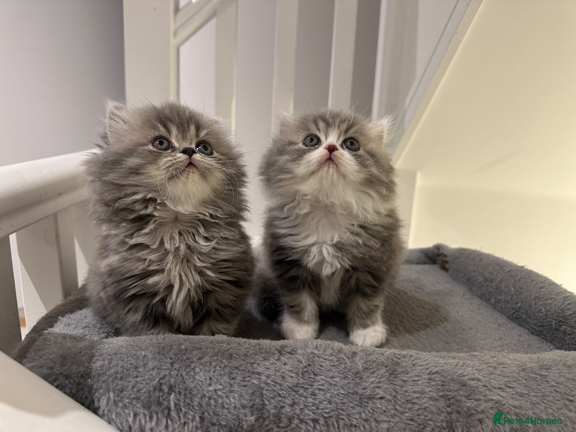 Persian cats Pedigree Persian Kittens GCCF registered Parents - Advert 1