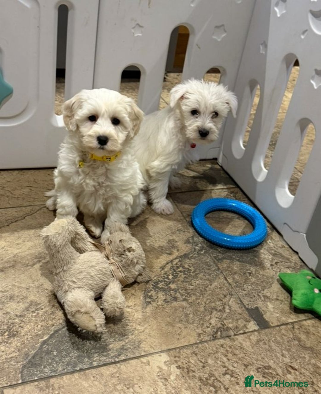 Mixed Breed dogs for sale: Toy Westiepoo Puppies - Non-Shed - Advert 5