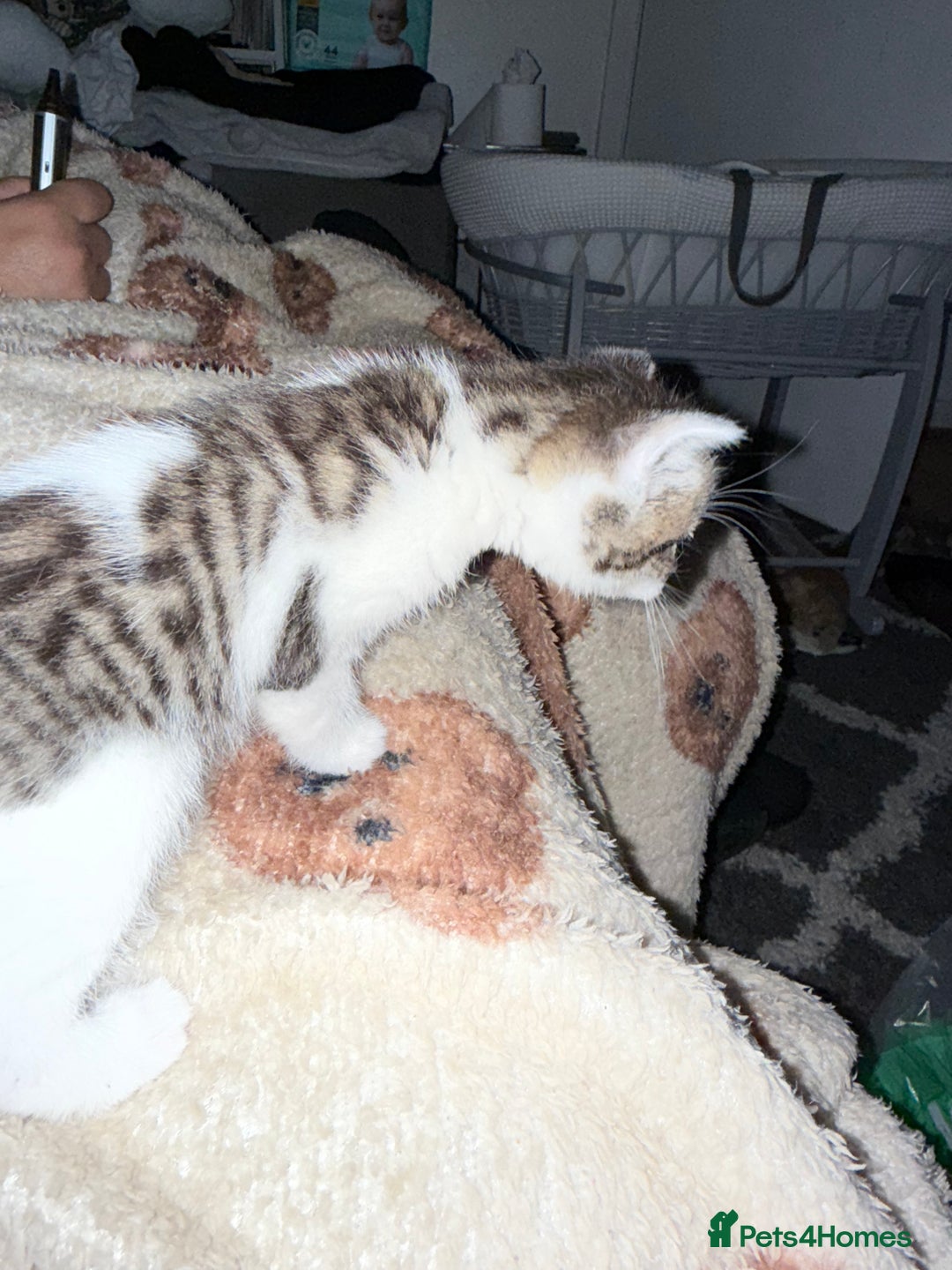 Mixed Breed cats for sale: Stunning kittens ready for new homes  - Advert 17