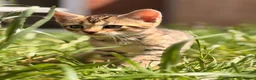 Bengal cats for sale: 🐆✨[REDUCED REDUCED!!!] LAST TWO – PURE BENGAL’S❤️ - Advert 16