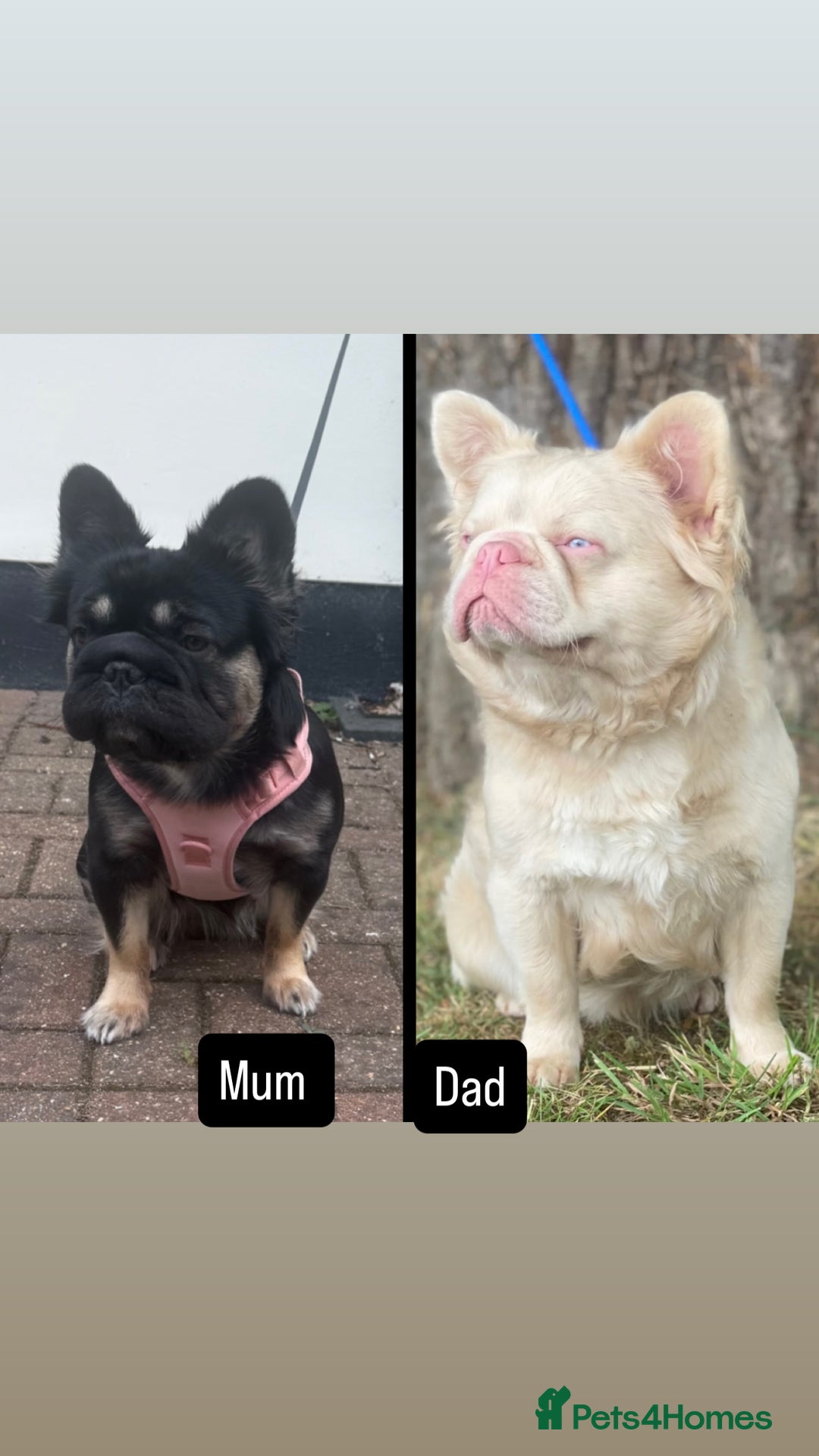 French Bulldog dogs for sale: Fluffy Frenchies. All carry pink  - Advert 14