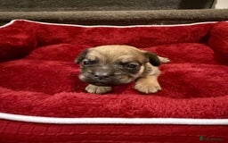 Mixed Breed dogs for sale: Beautiful Little Bundles Of Joy - Image 4